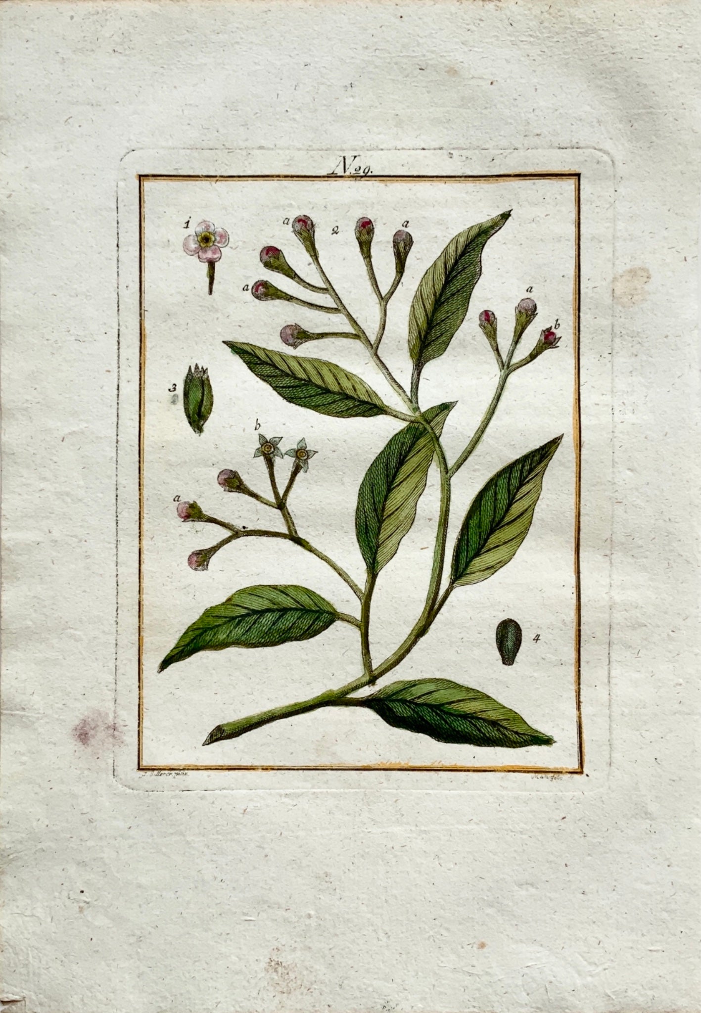1790 CLOVE - Joh. Sollerer hand coloured engraving - Botany, Spices