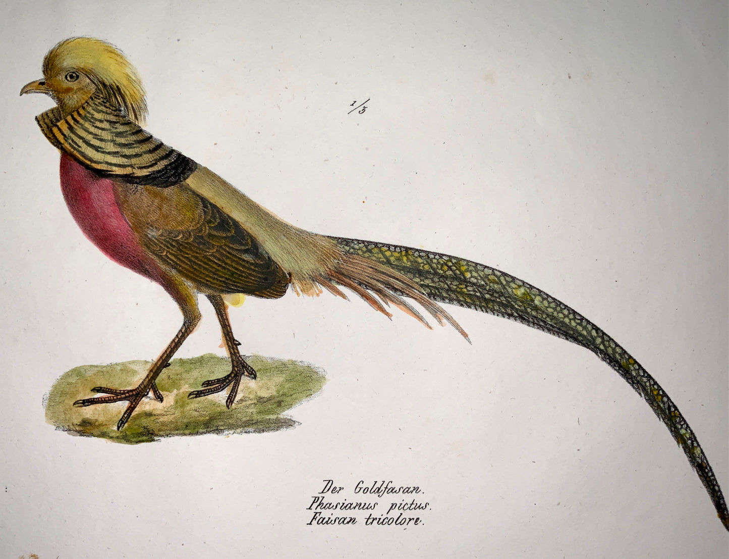 1830 PHEASANTS Ornithology - Brodtmann hand coloured FOLIO stone lithograph