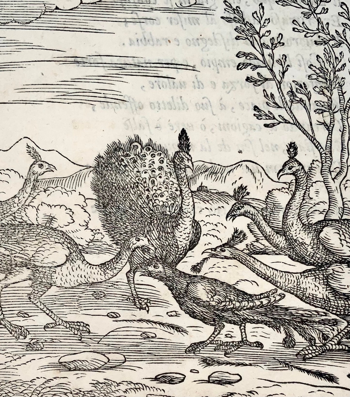 Gio. M. Verdizzotti (1525-1600); The Peacocks & the Crow - woodcut leaf 1570 - Fables