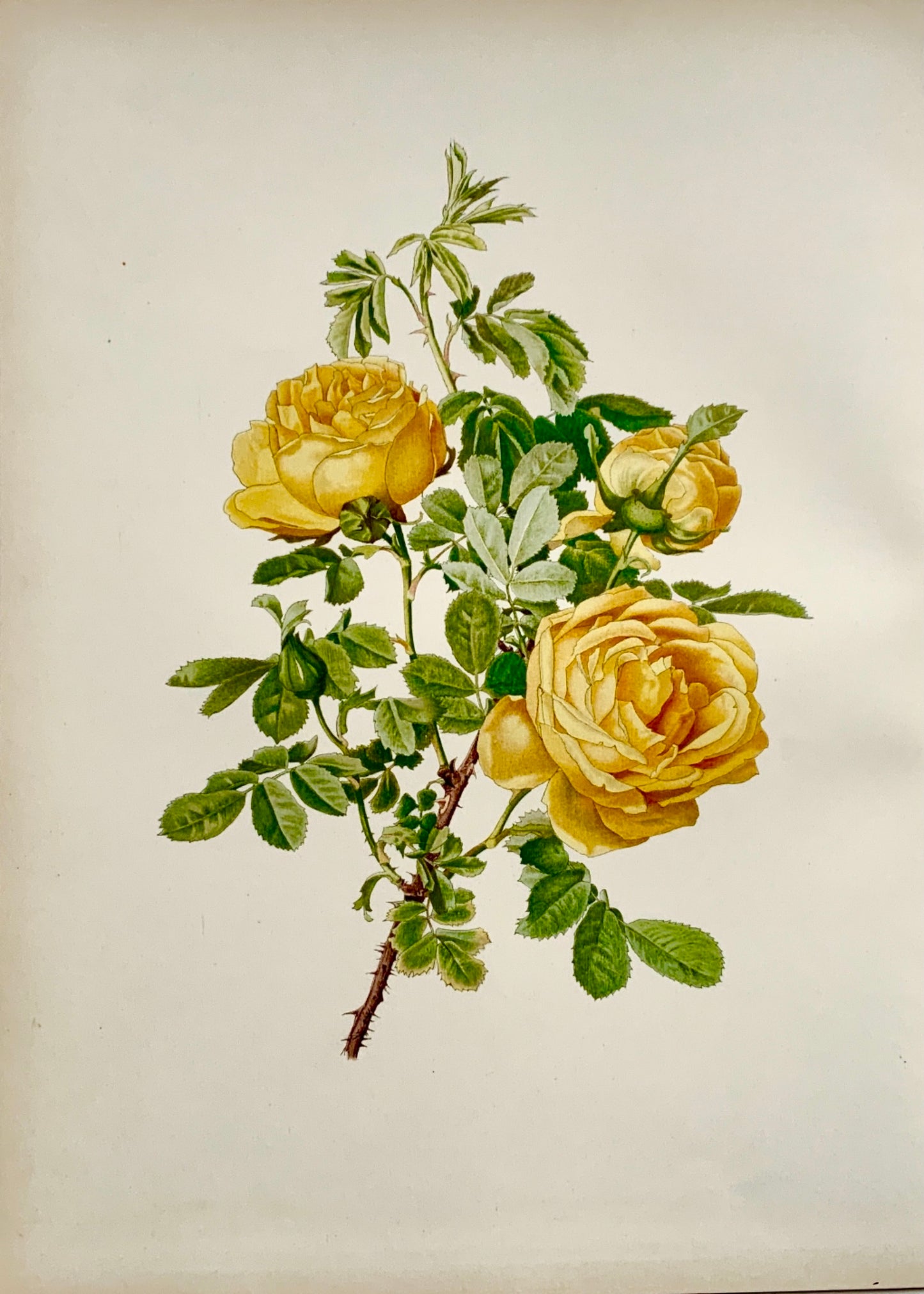 WILLMOTT, Ellen Ann (1858-1934); Parsons ROSA HEMISPHOERICA Rose 37 cm - Botany