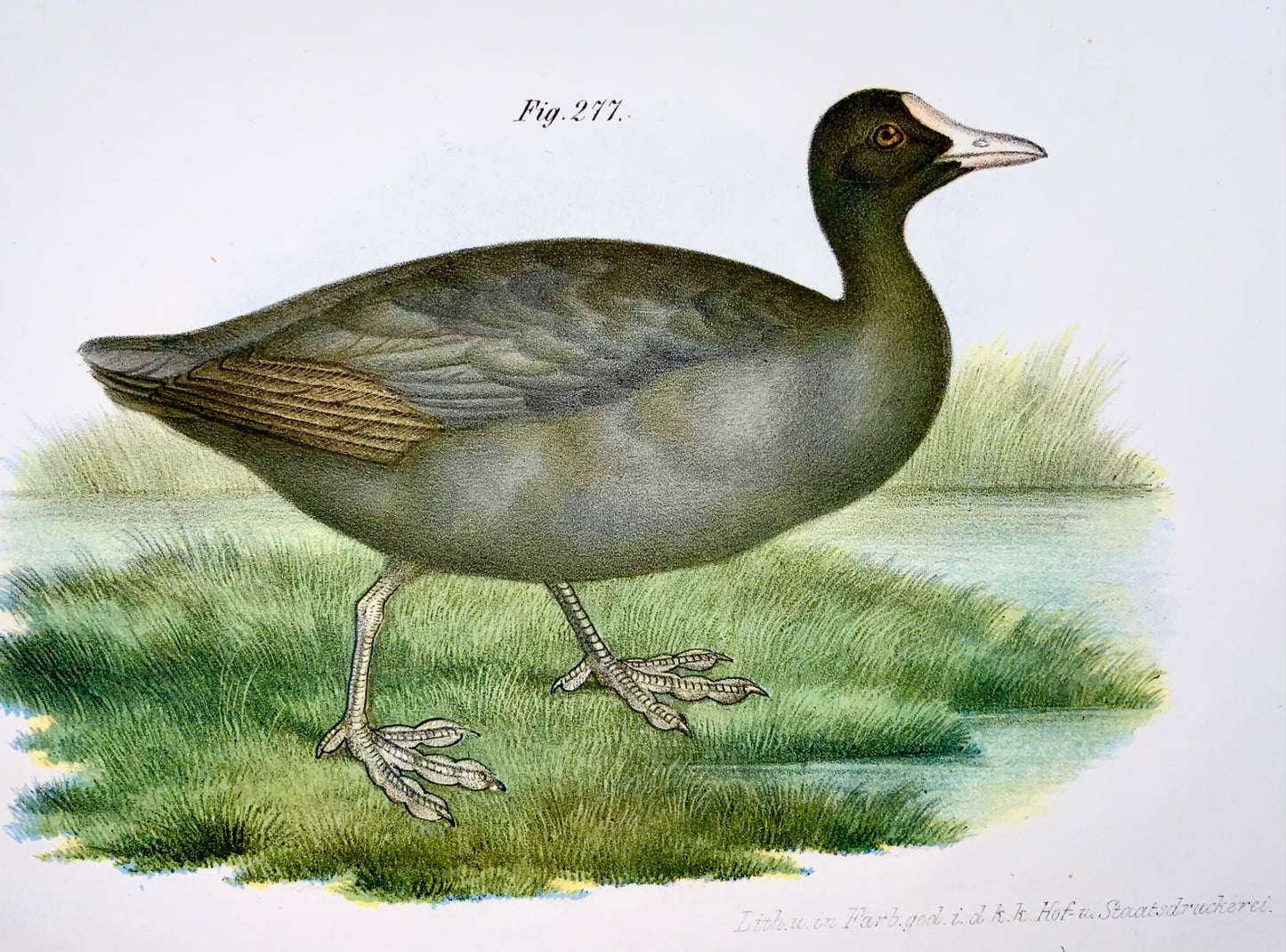 1860 COOT Phalaropus Birds - Fitzinger FOLIO colour lithograph with hand colour