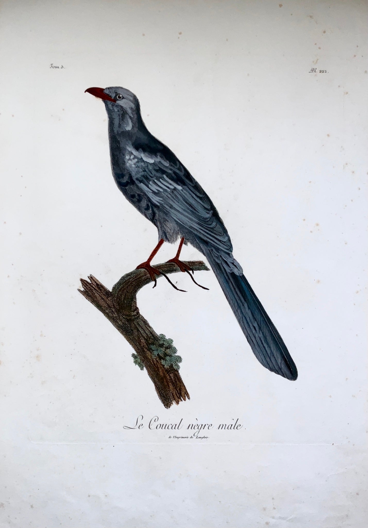 1802 Francois Le Vaillant (1753-1824) - Large folio - Black faced COUCAL - Ornithology