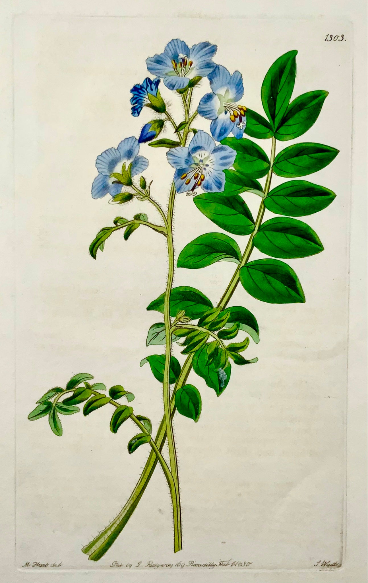 1830 Scala di Giacobbe, Watts, incisione su rame, bel colore originale a mano, botanica