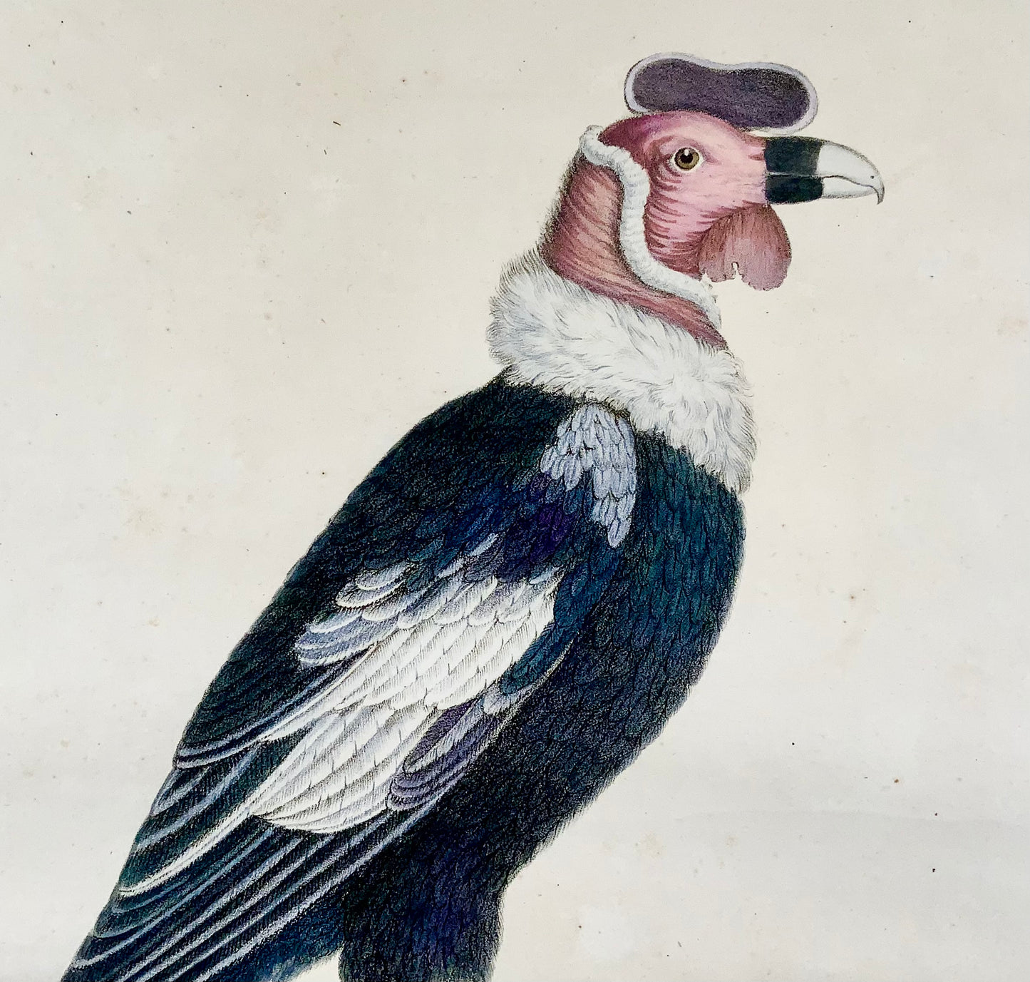 1816 Condor; K. Jos. Brodtmann, Imp. folio 42.5 cm 'Incunabula of Lithography', ornithology