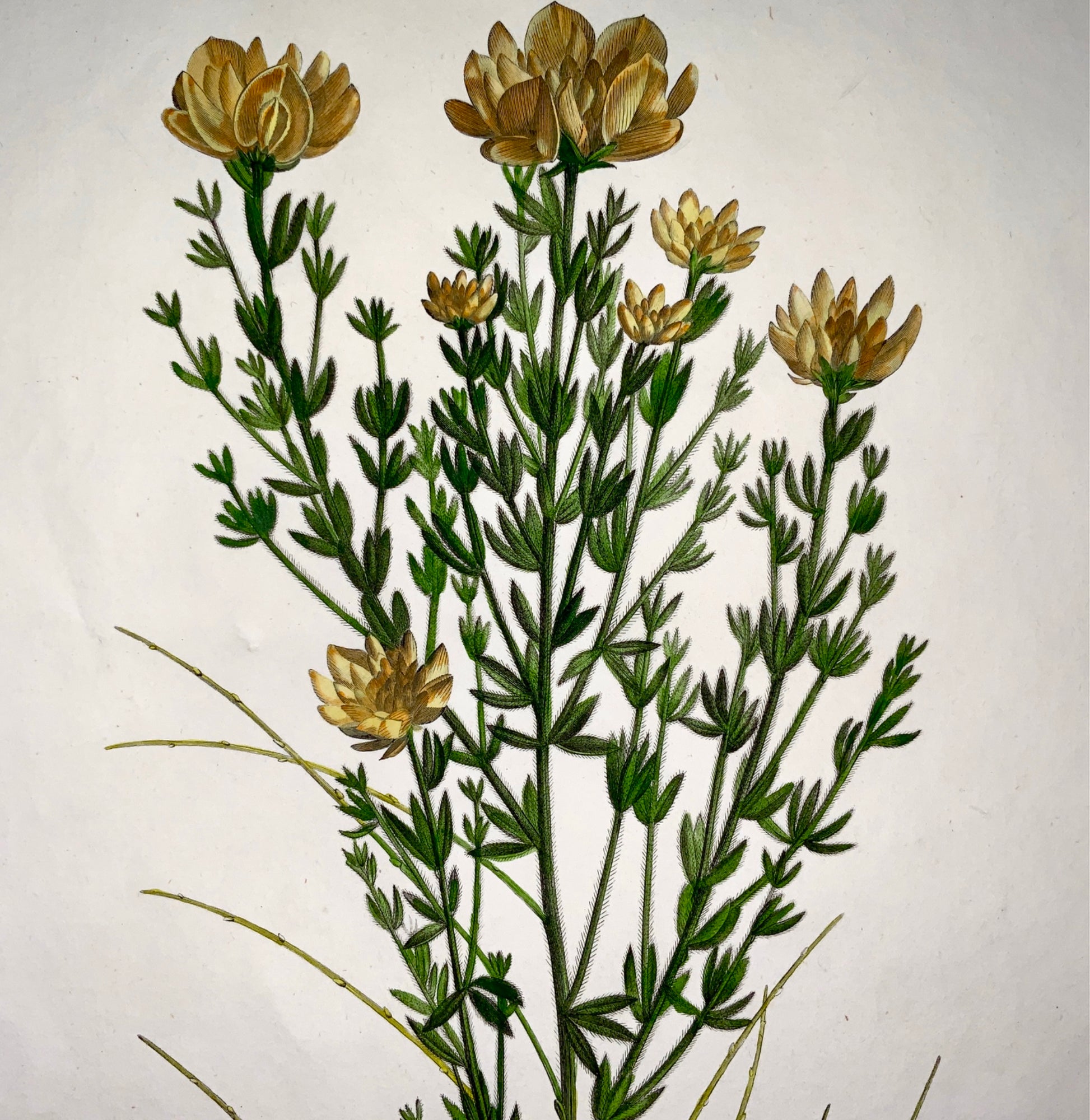 1803 Sellier after Bessa and Redoute - Spartium -  51 x 34 cm. Hand coloured - Botany