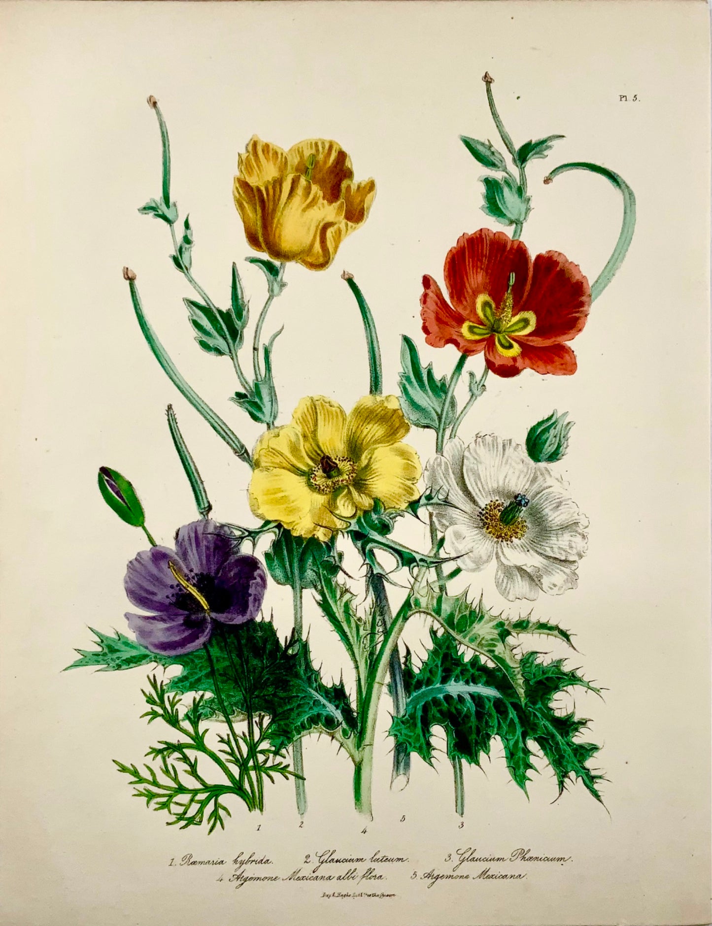 1841 Jane Loudon, Exotic Poppies, litografia colorata a mano, mazzo di fiori 