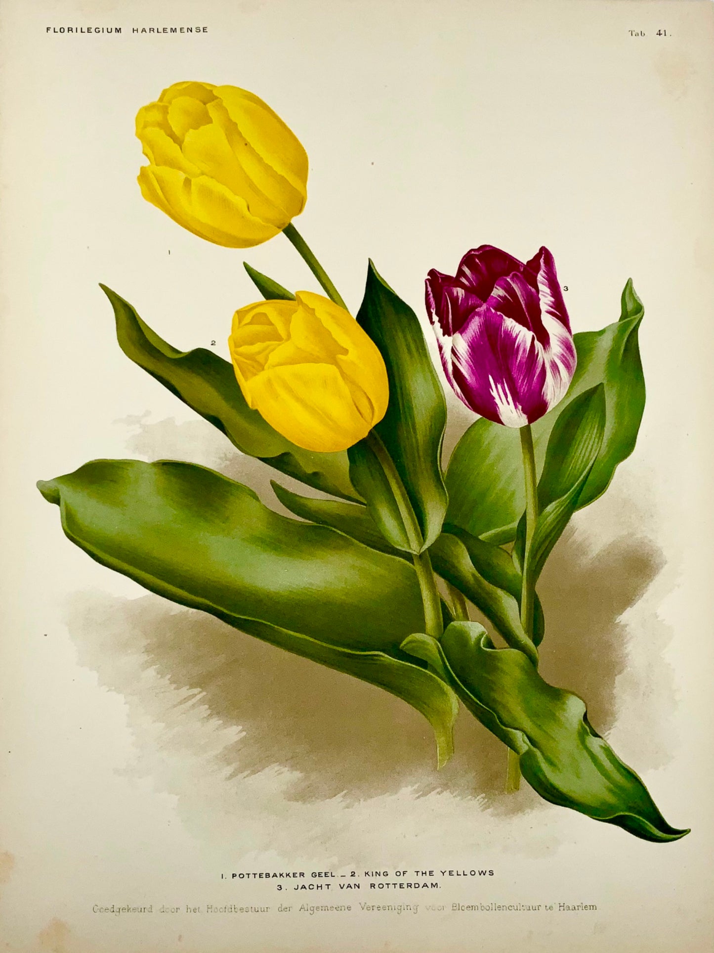 1901 Dutch Tulips - Florilegium Harlemense - 36cm - Botany