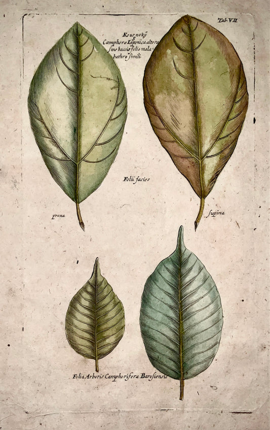1704 CAMPHOR LAUREL Tree - M. Valentini (1657-1729) - folio copper engraving - Botany, dendrology