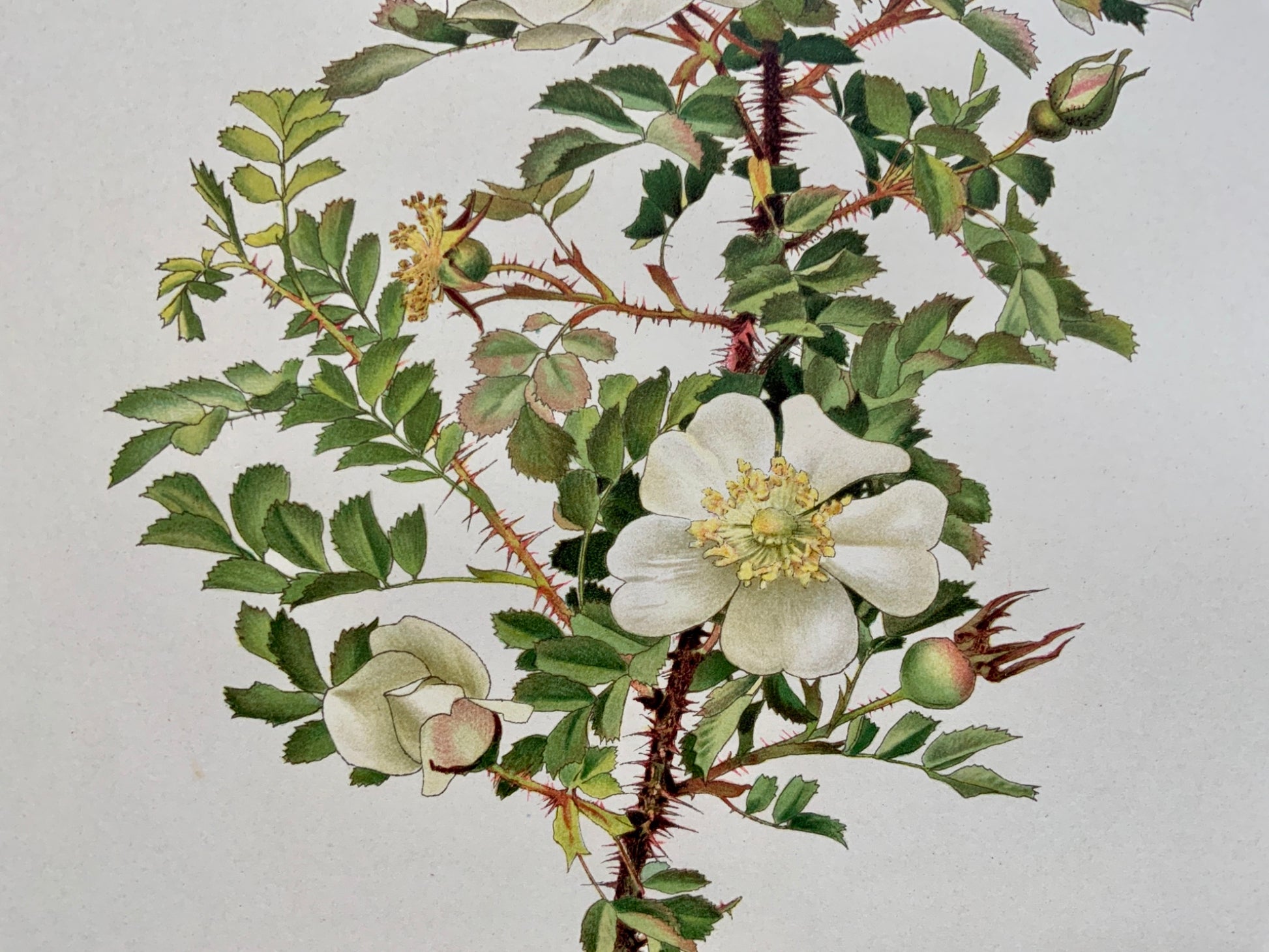 WILLMOTT, Ellen Ann (1858-1934); Parsons - ROSA SPINOSISSIMA ANDREWS Rose 37 cm - Botany