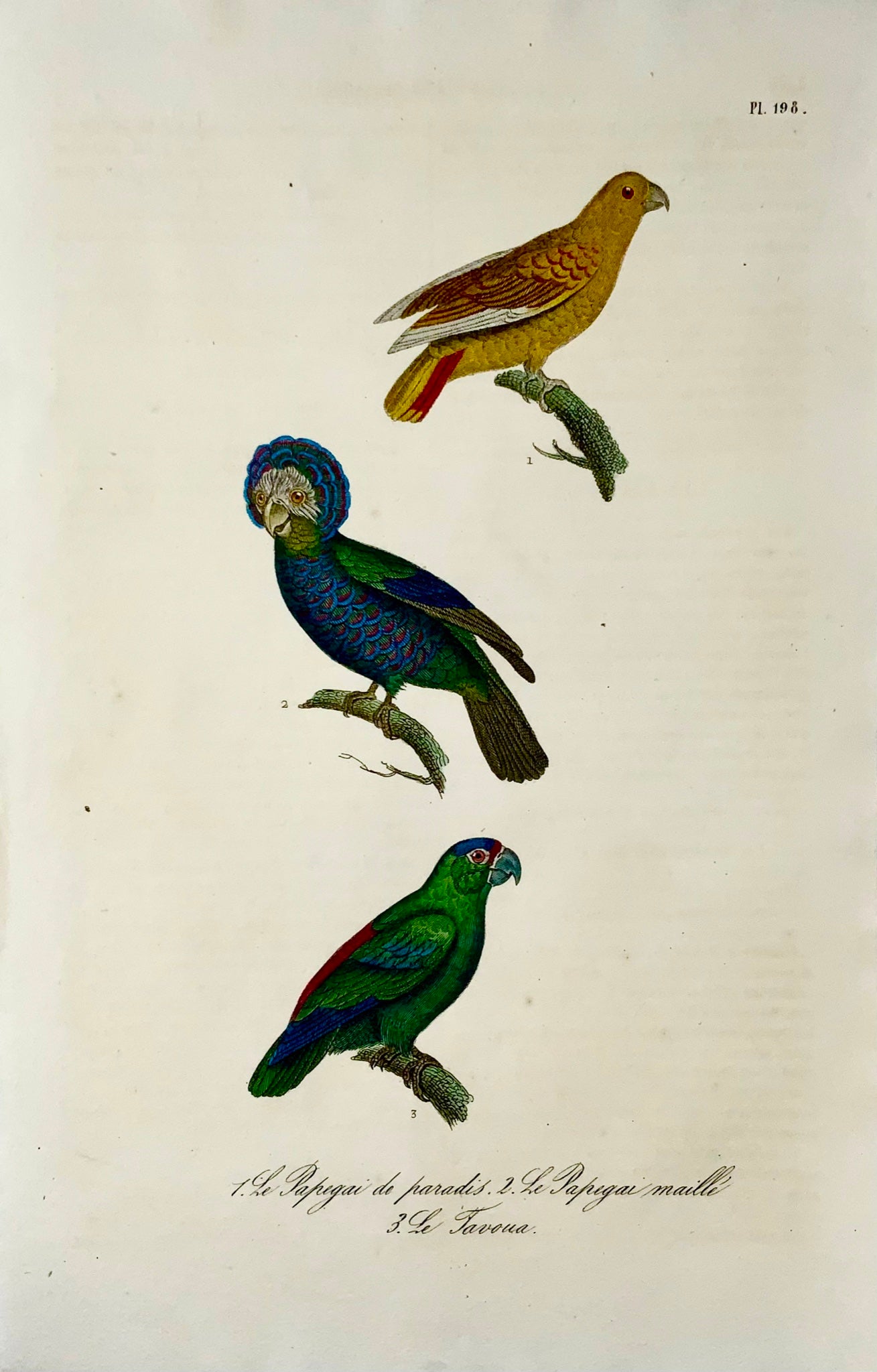 1830 Perroquets, Amazone festive, oiseaux, Madame C. Pillot, gravure coloriée à la main