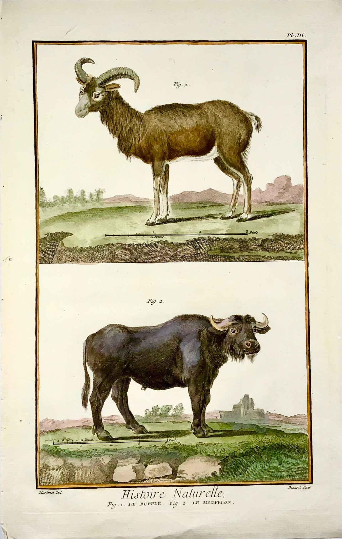 1751 Martinet, Bat, Buffalo, Moufflon, hand coloured, large folio, 39 cm