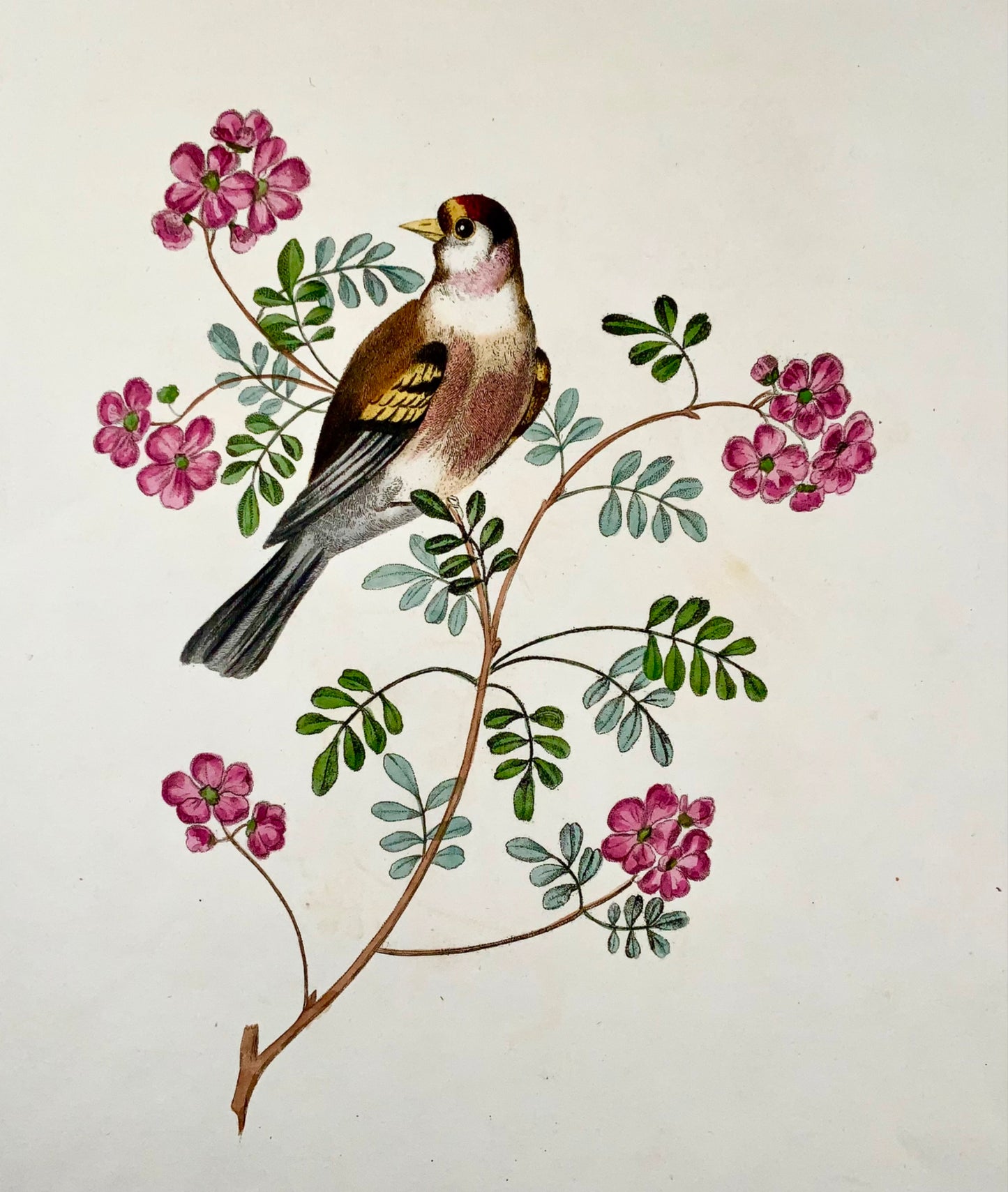 1819 George Brookshaw (b 1751), ornithology, Goldfinch, foliate border