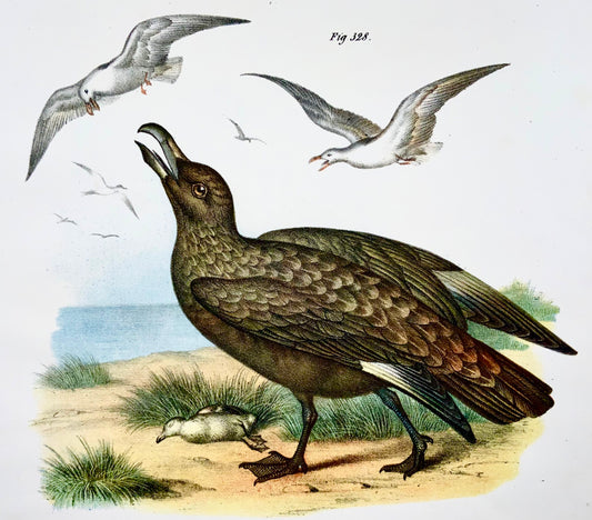 1860 SKUA SEAGULL - Birds - Fitzinger FOLIO colour lithograph with hand colour