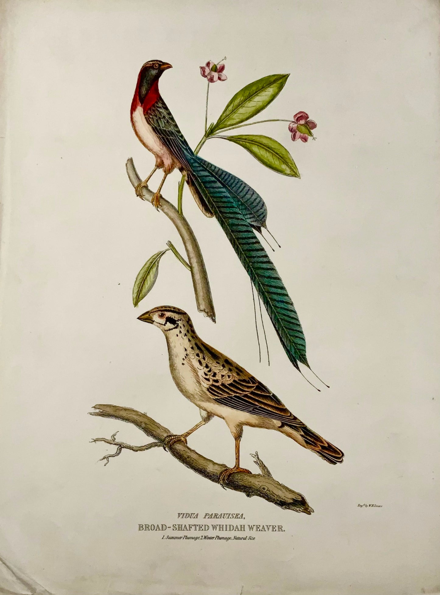 1846 Whidah Weaver, ornithologie, Cpt. Marron, colorié à la main, grand in-folio (36cm)