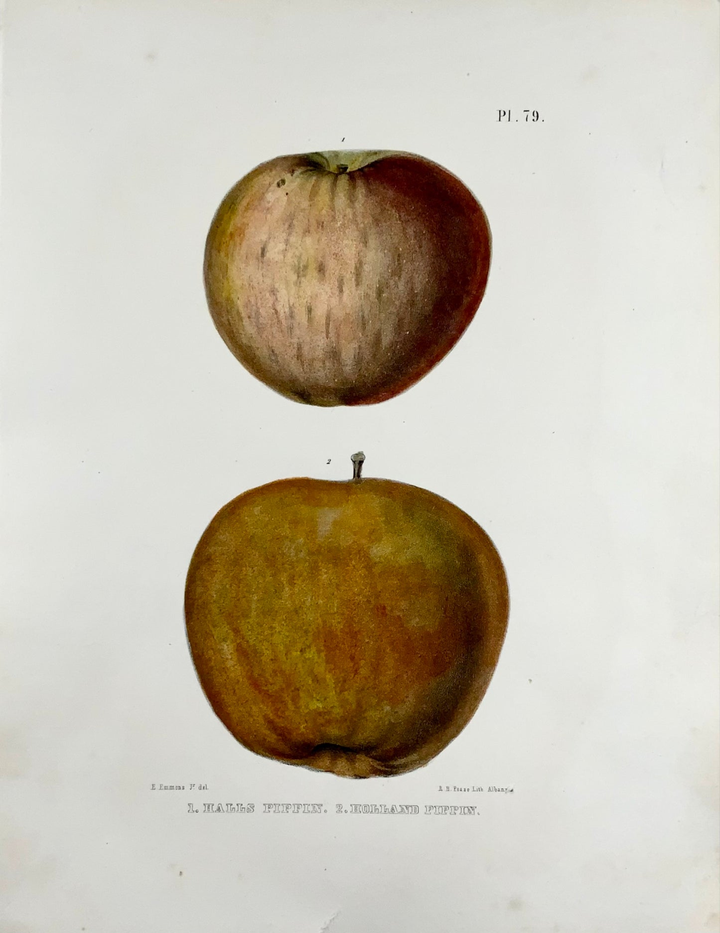 1830 c Pease lit; Emmons - Frutta: Mela Pippin - litografia in pietra colorata a mano - Botanica