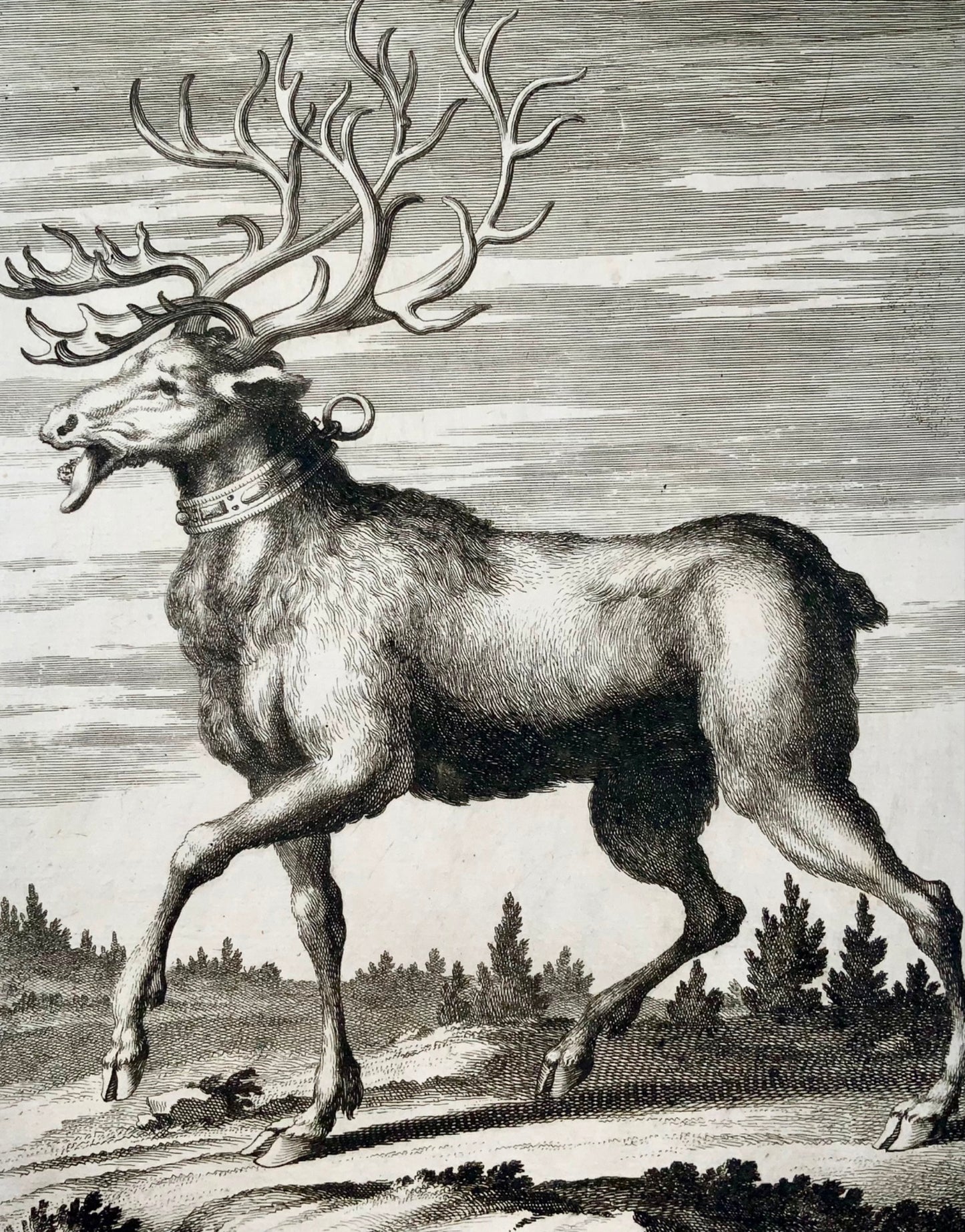 1705 Aveelen, Reindeer, Finland, large copper engraving, mammals