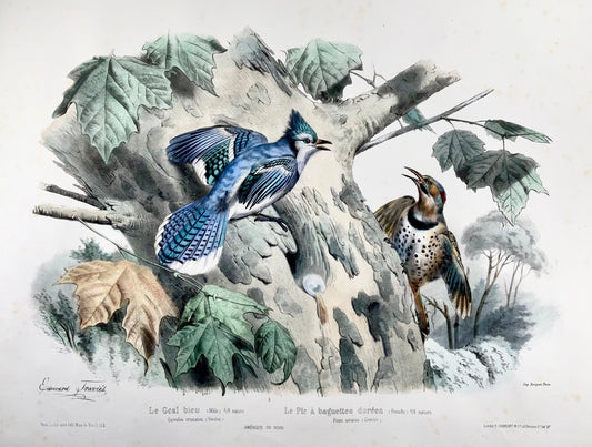 1857 Ed Travies [b1809] 45 x 62cm, Le Geai bleu, Le pic, ornithologie 