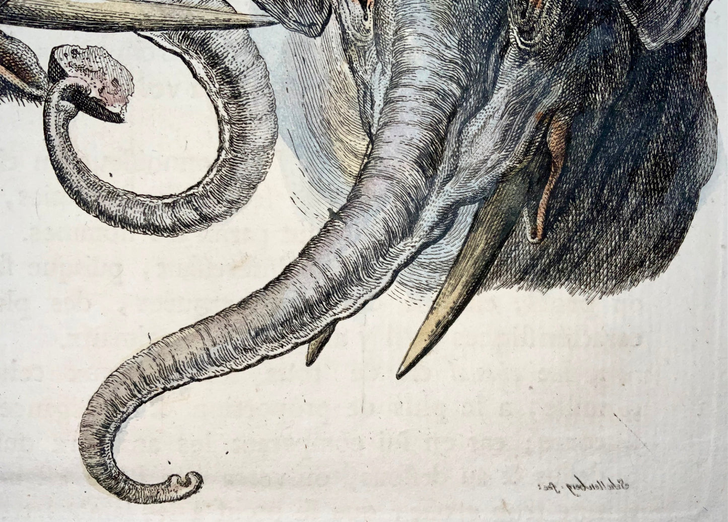 1780 Studio di elefante, RJ Schellenberg, incisione su rame colorata a mano, mammiferi