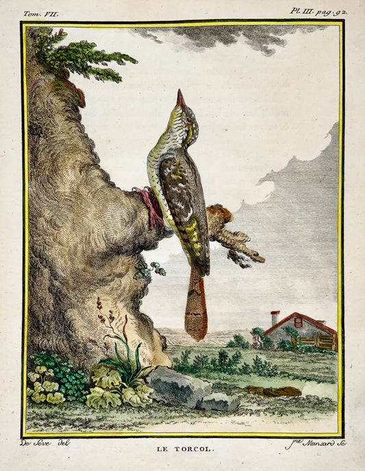 1779 Wryneck, de Seve, ornithologie, grande édition in-4, gravure coloriée à la main