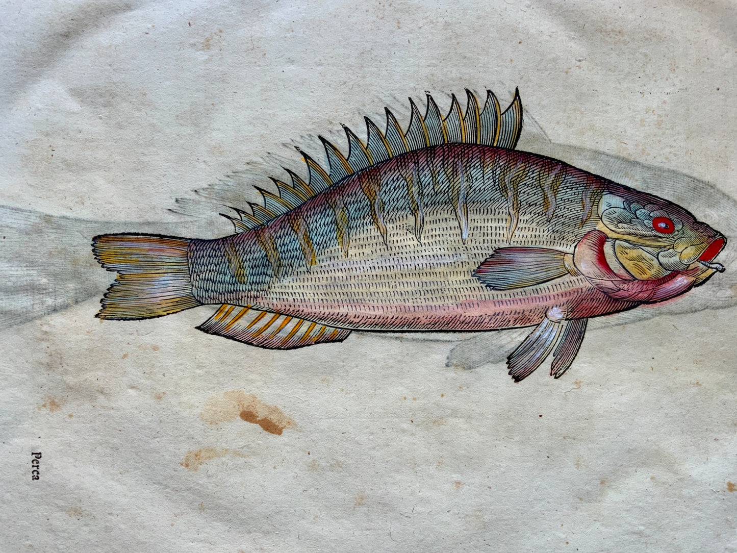 Coriolano; Aldrovandi - 2 Large folio woodcut leaf - PERCH Fish - Handcol - 1638