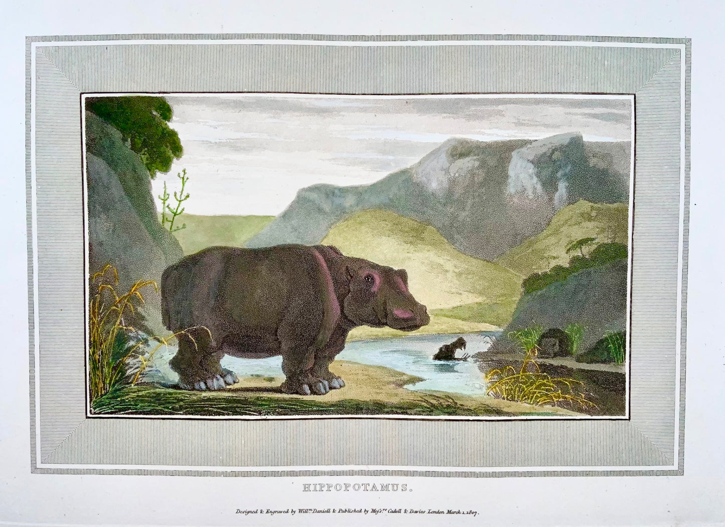 1809 William Daniell, Hippopotamus, mammal, hand coloured aquatint