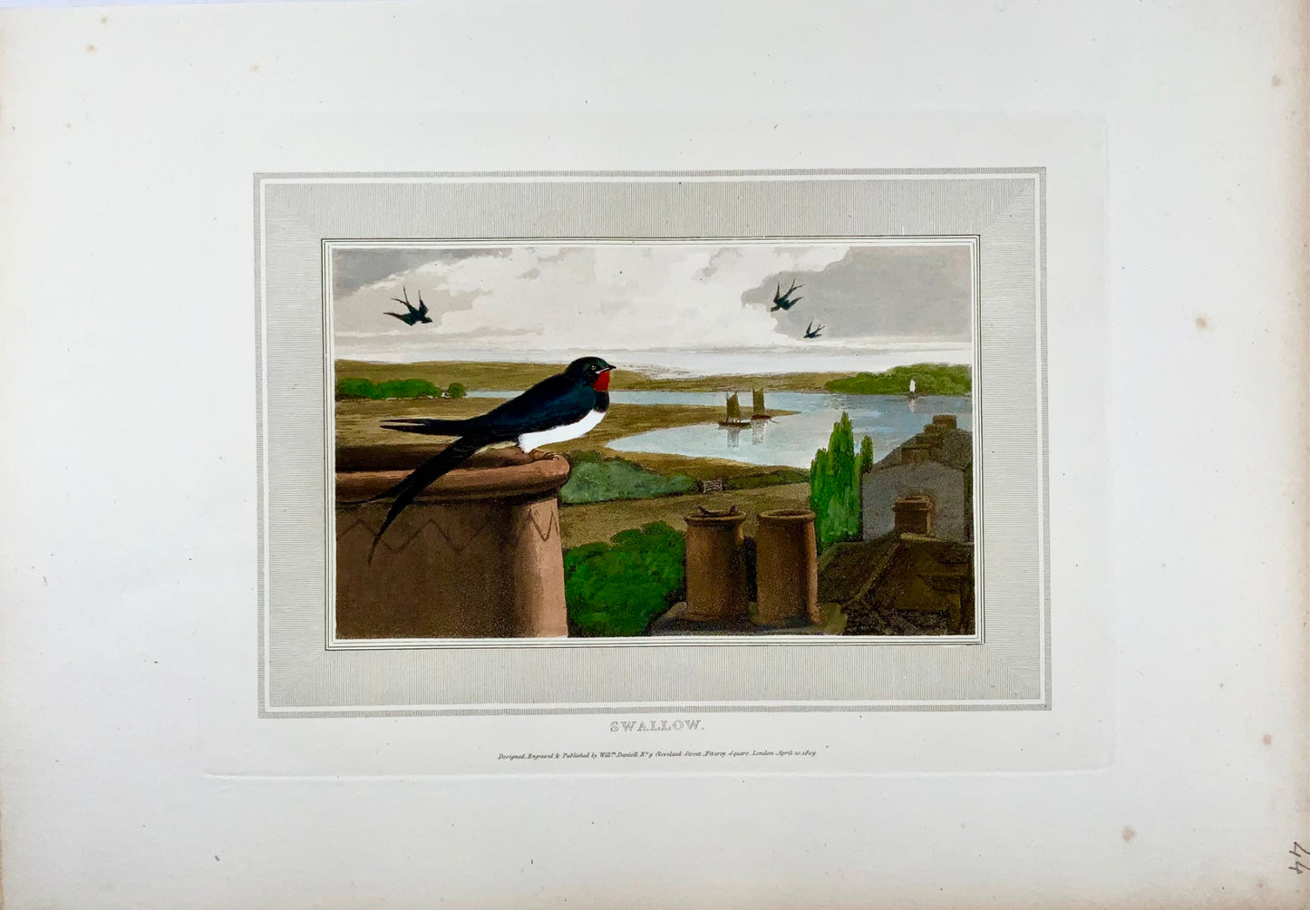 1807 William Daniell, Rondine, ornitologia, acquatinta colorata a mano