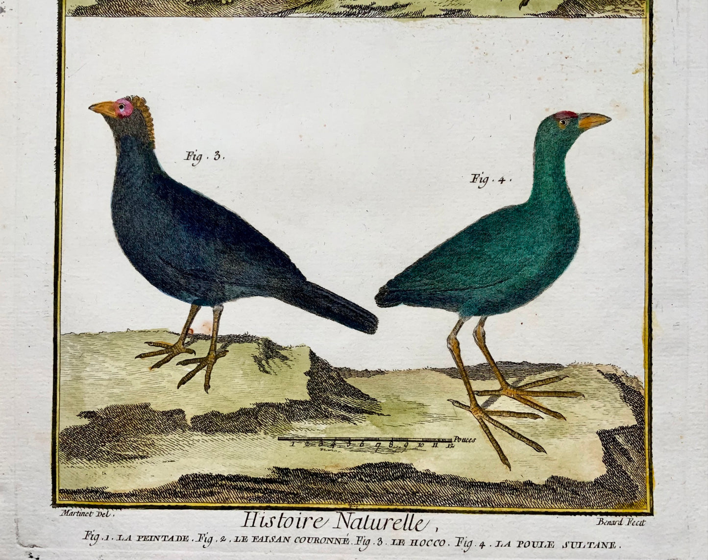 1751 Pintade, Faisans, ornithologie, Martinet, grand in-folio, couleur main