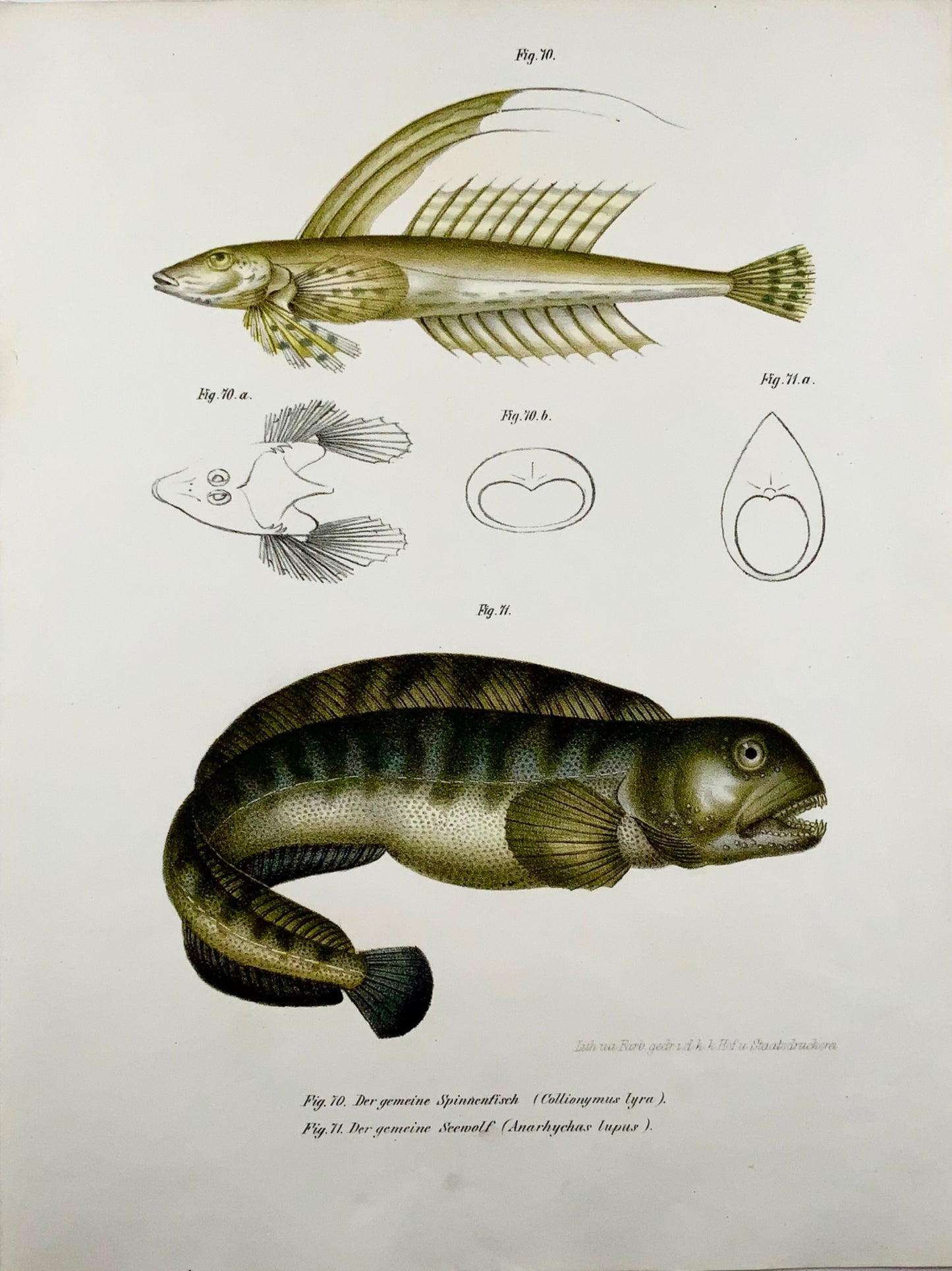 1860 SEAWOLF Suckermouth Fish - Lithographie couleur Fitzinger FOLIO - Avec couleur de main ajoutée