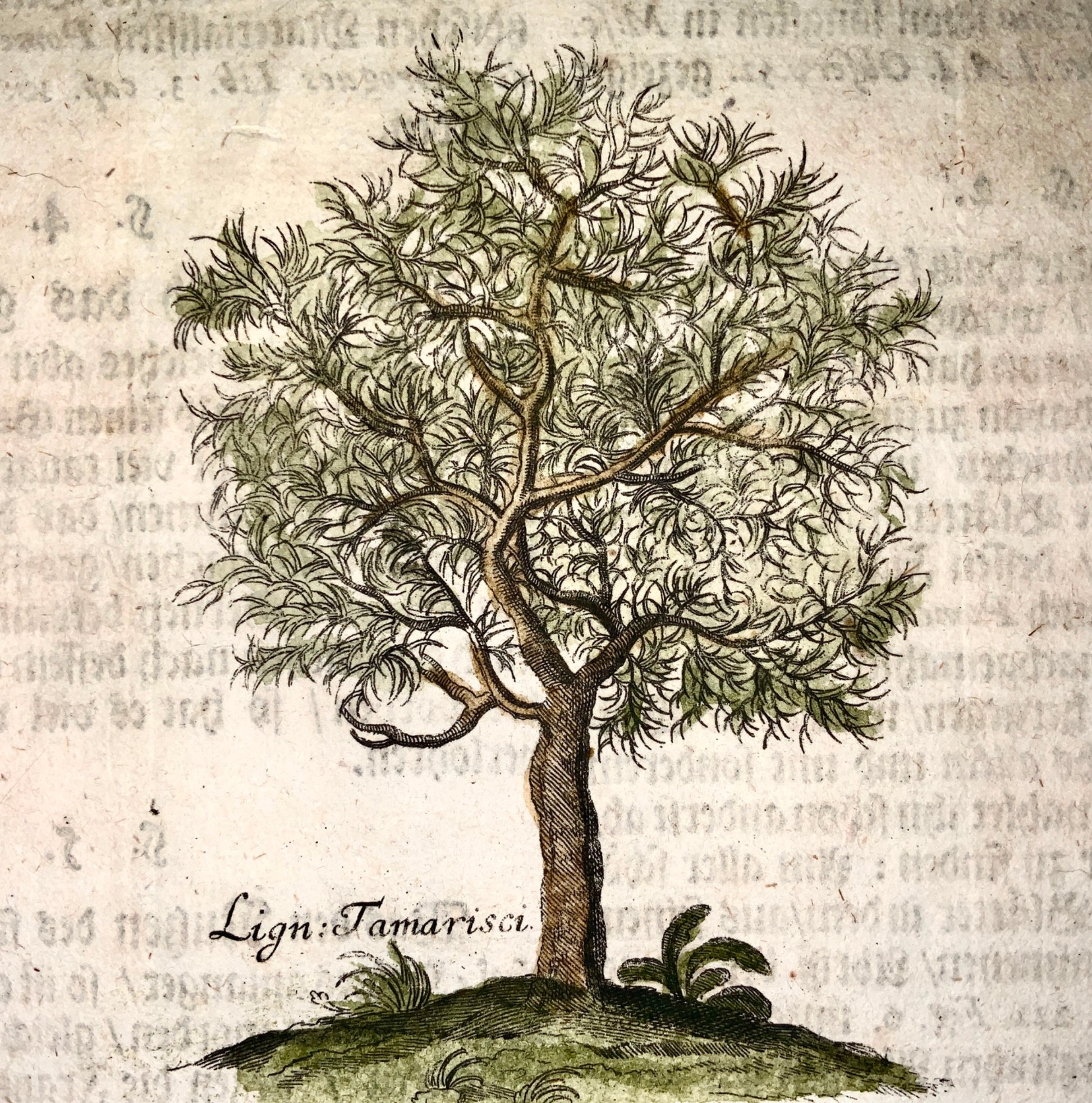 1704 Tamarisk Wood - M. Valentini (1657-1729) - copper engraving - Dendrology, Botany