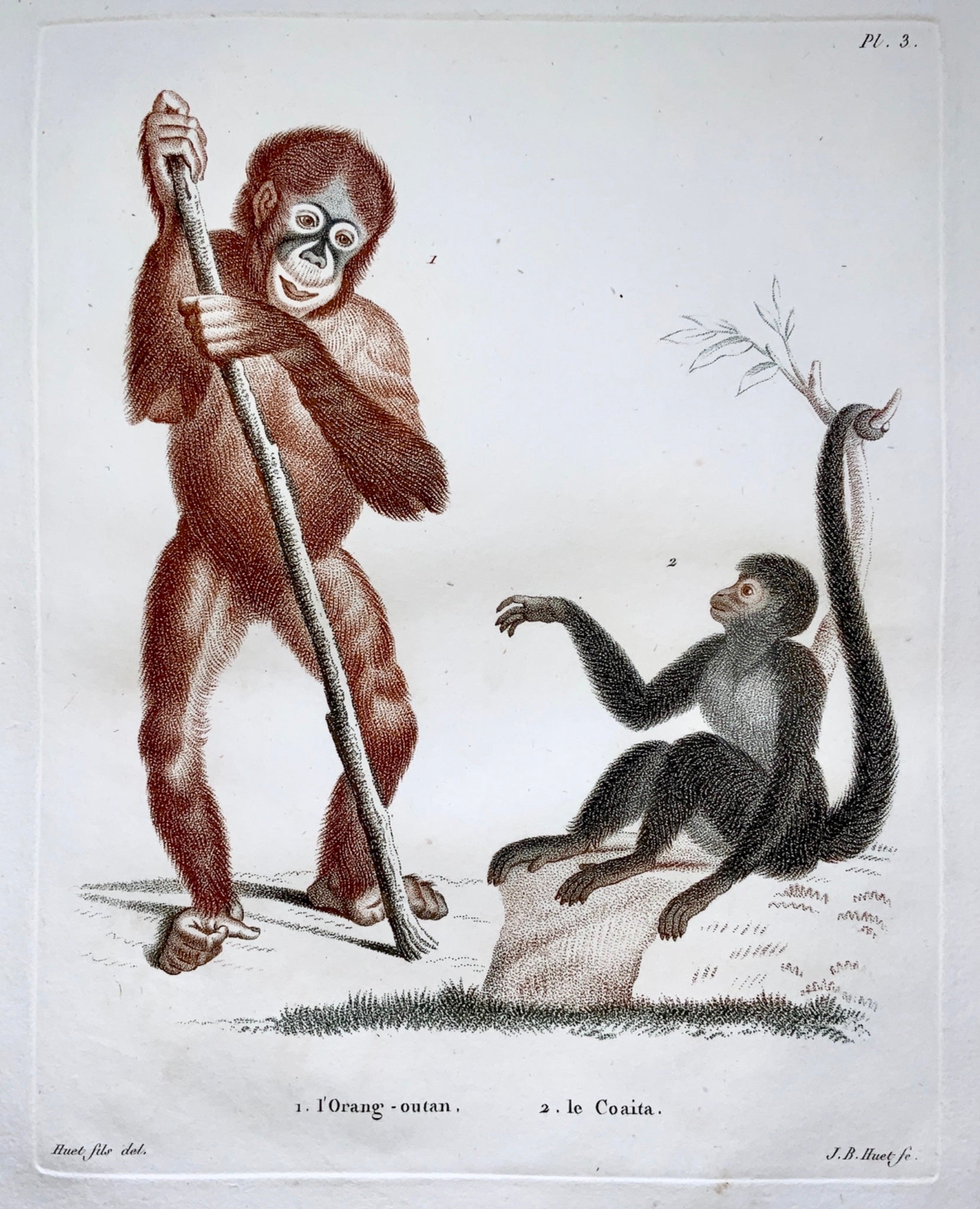 Jean Baptiste Huet [1745-1811] ORANGUTAN Coloured stipple (crayon manner) - Zoology