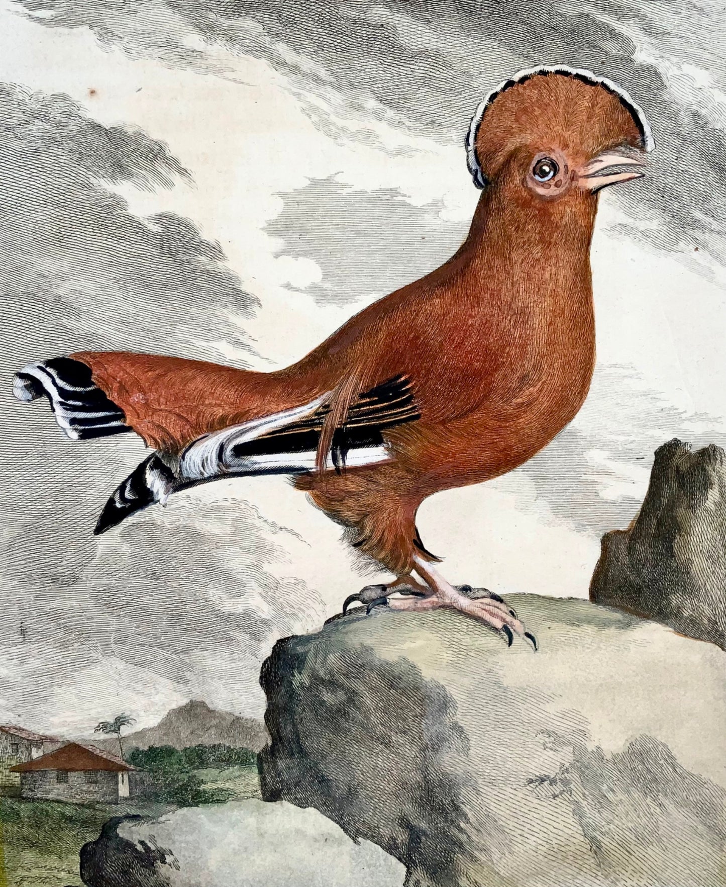 1779 de Seve - COCK of the ROCK Bird - Ornithology - 4to Large Edn engraving