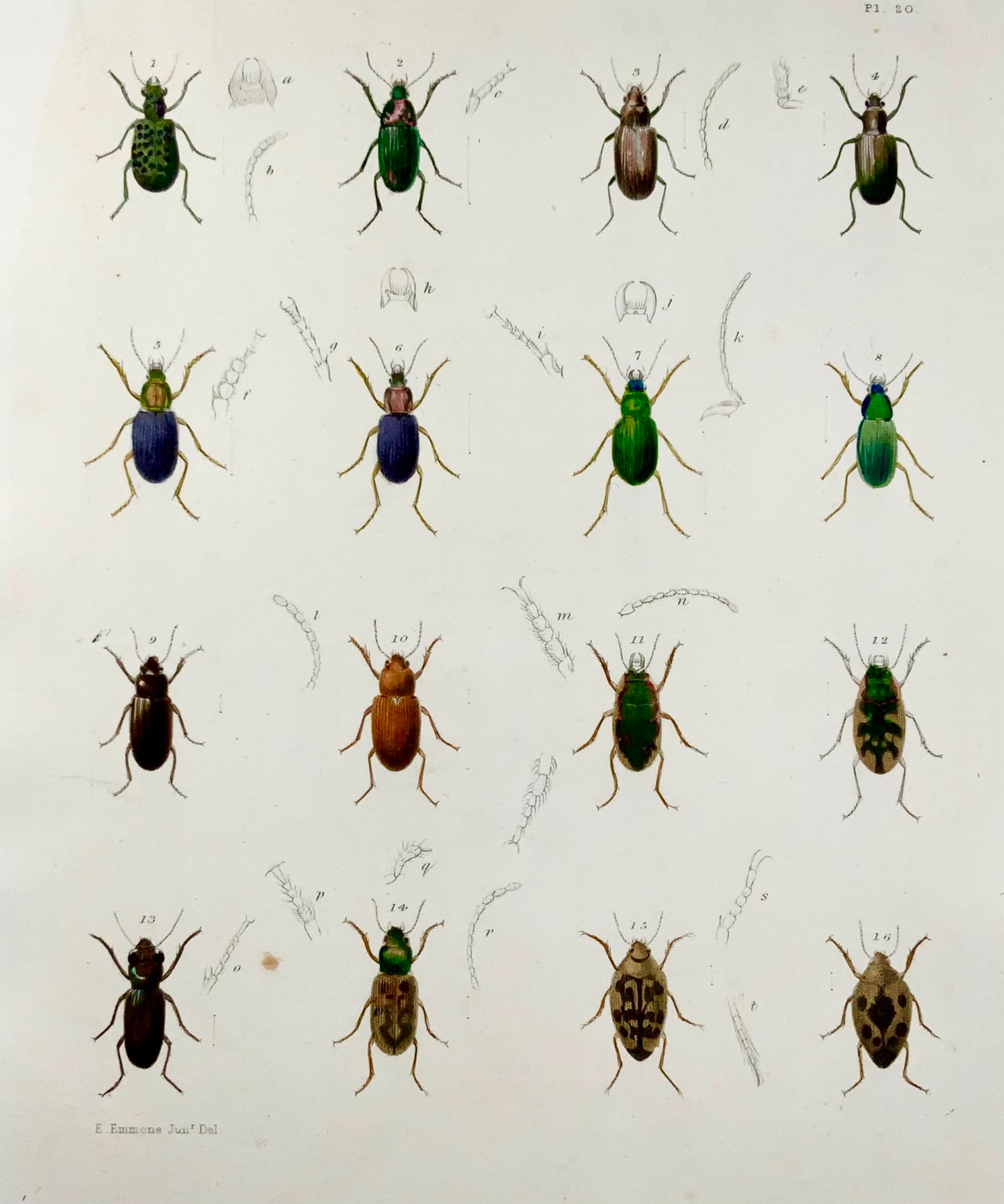 1854 New York Beetles, Pease lith; Emmons, large hand coloured stone lithograph