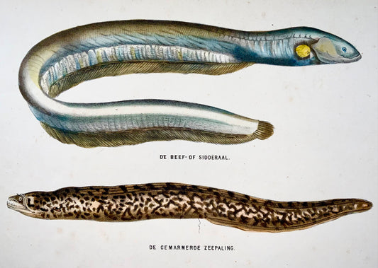 1864 Anguille électrique, Congre, poisson, lithographie sur pierre colorée à la main quarto