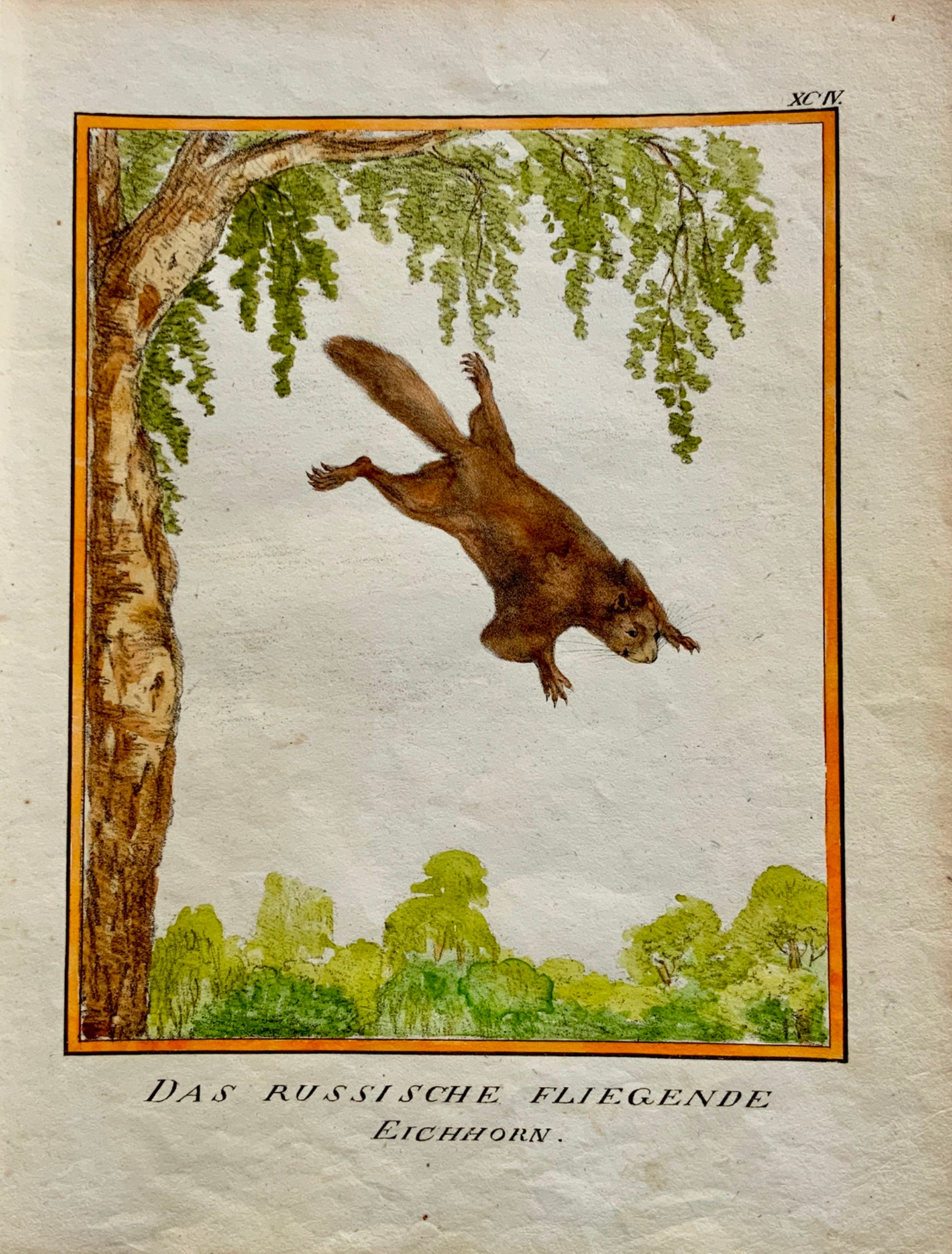 1816 Russian Flying Squirrel INCUNABULA LITHOGRAPHY Schmidt 4to hand coloured - Mammal