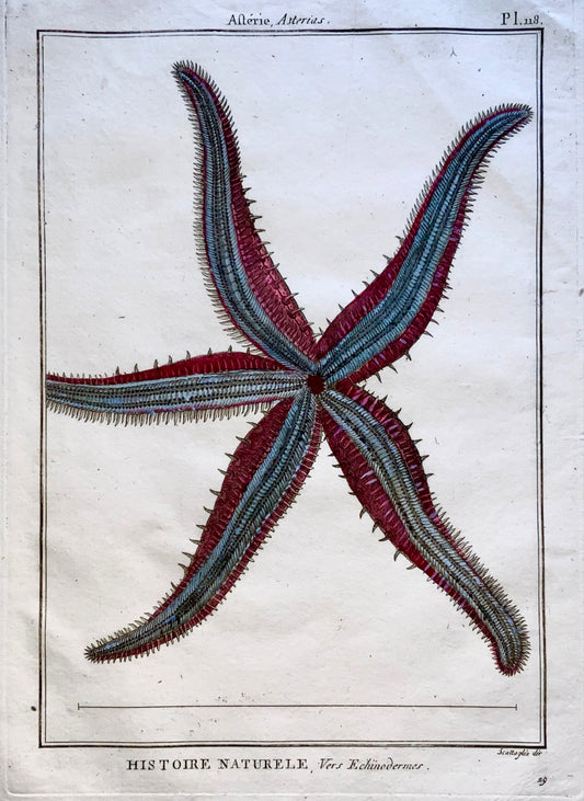 1789 Scattaglia - Asterias Sea Star STARFISH Marine Echinodermes - Hand colour
