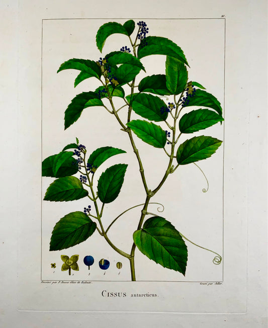 1803 Cissus antarticus ["vite canguro"], Australia, da Bessa &amp; Redouté, Botanica