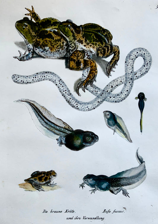 1833 H.R. Schinz (b1777) BUFO TOADS Tadpoles - Handcoloured stone lithograph - Amphibians