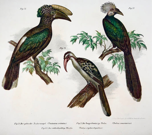 1860 Bucero, Tockus, Fitzinger, litografia a colori, finitura a mano, ornitologia