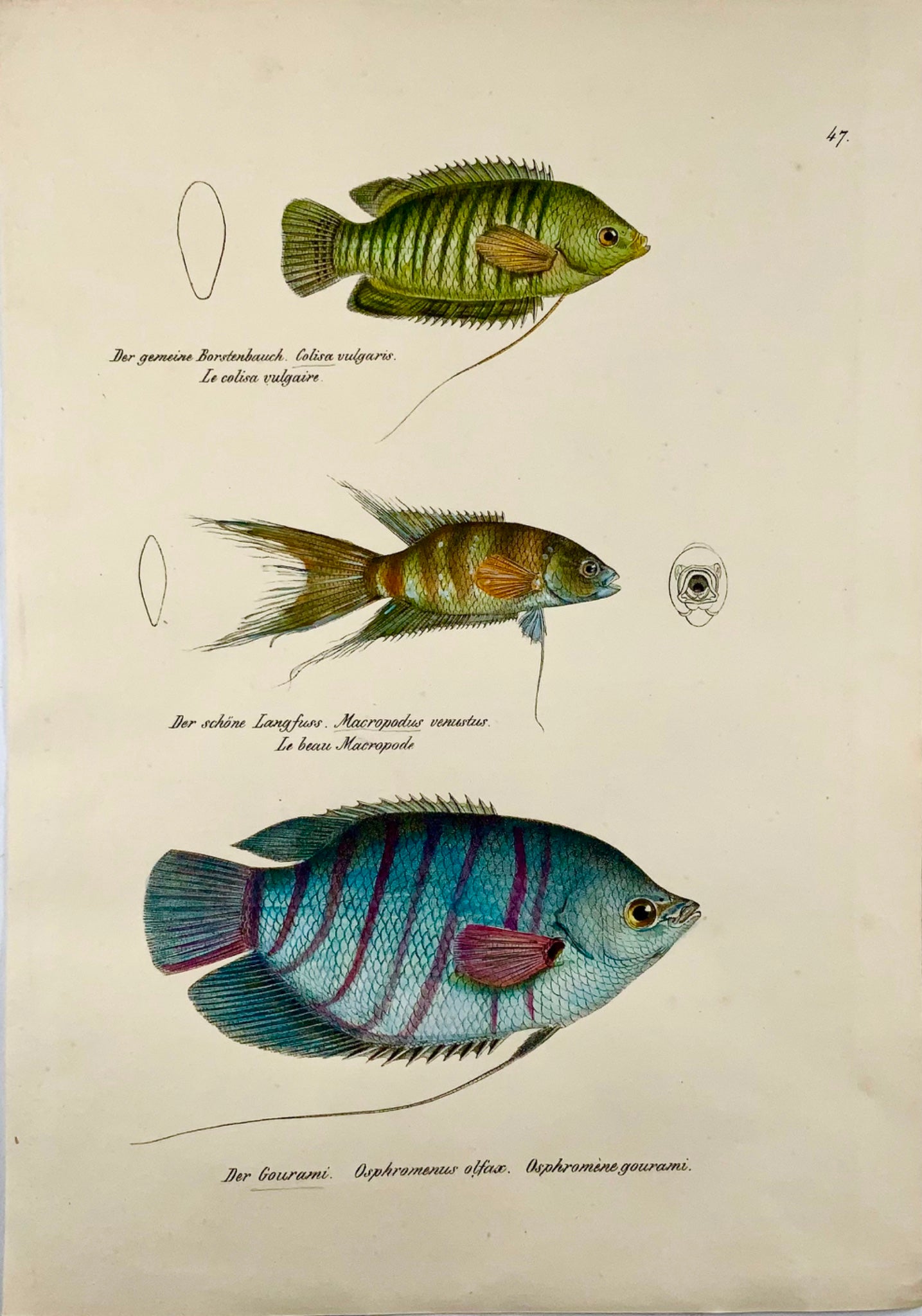 1833 Gourami, labirinto, pesci d'acquario, H Schinz, folio, litografia colorata a mano