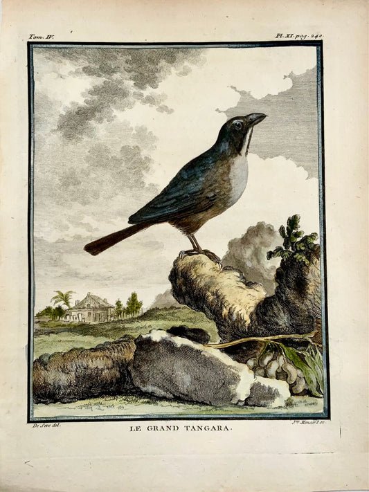 1779 de Sève - TANGARA - Ornithologie - Gravure in-4 grande édition
