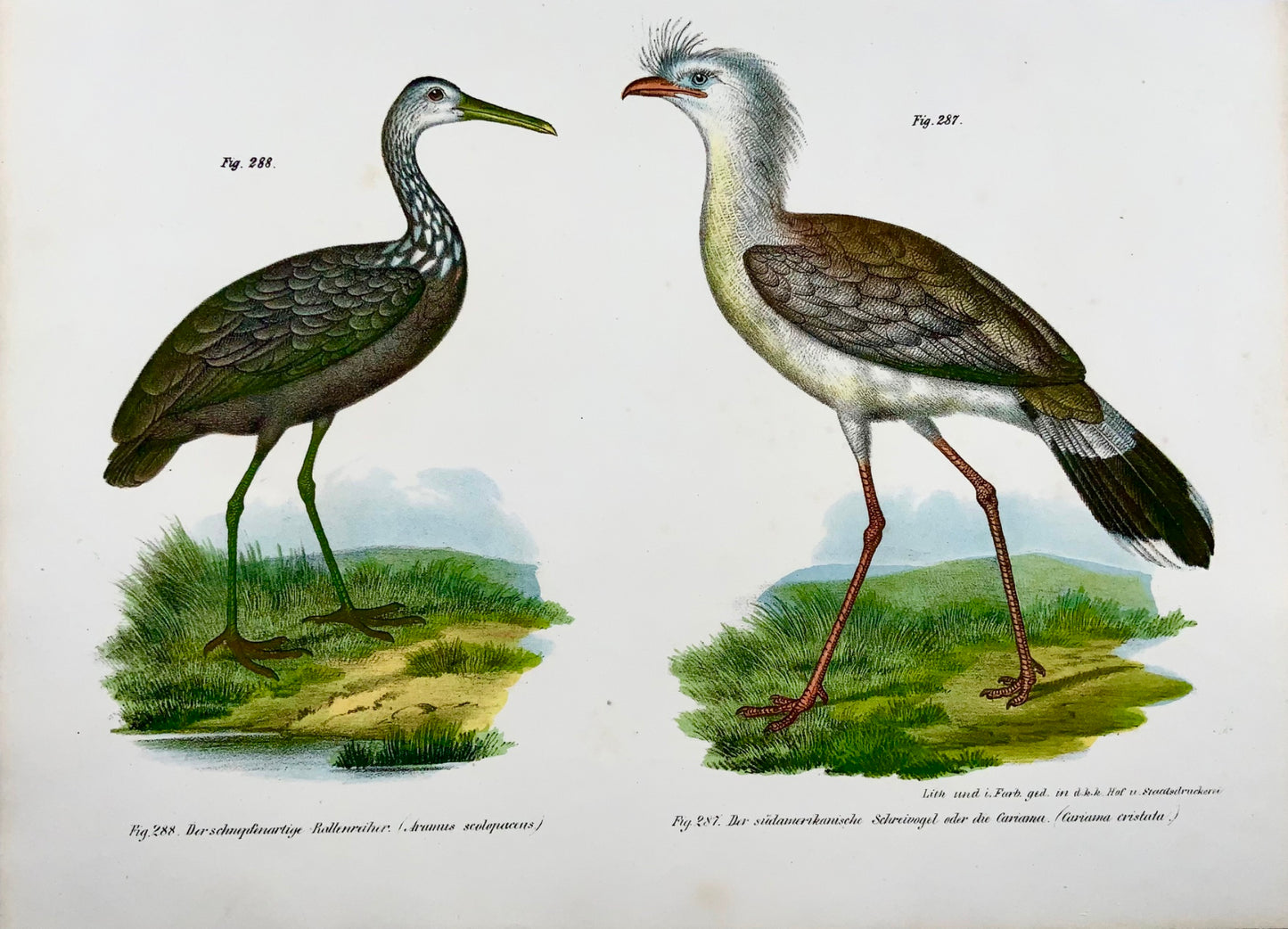 1860 ARAMUS Cariama Birds - Litografia a colori Fitzinger FOLIO - Con aggiunta di colore a mano