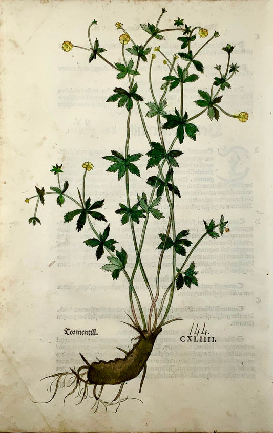1543 Leonhart Fuchs - Herb: TORMENTIL - folio woodcuts 1st Edn 34 x 22 cm - Botany