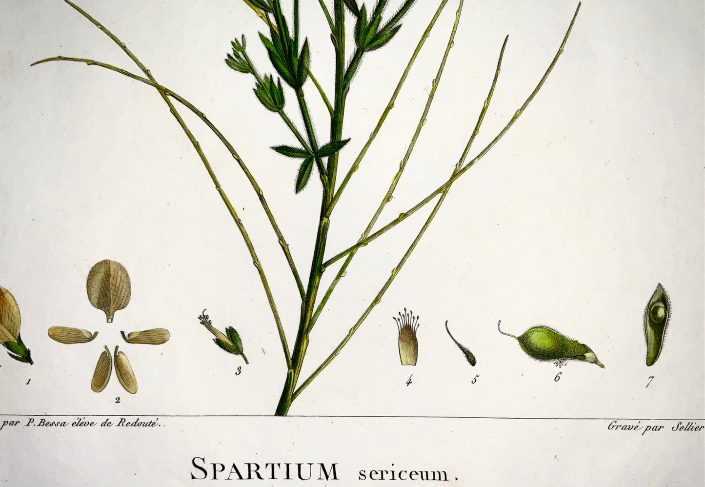1803 Sellier after Bessa and Redoute - Spartium -  51 x 34 cm. Hand coloured - Botany