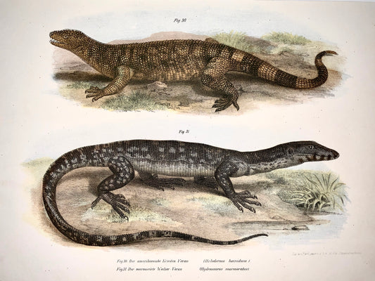 1860 LIZARDS: Gila monster, Sailfin Dragons Fitzinger FOLIO colour lithograph - Reptiles