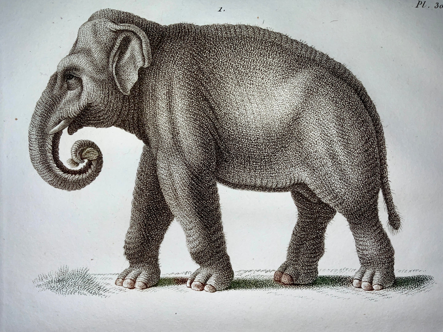 Jean Baptiste Huet [1745-1811] ELEPHANT WILD BOER - Mammals - Coloured stipple