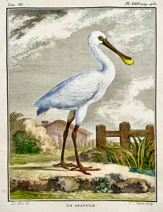 1779 de Seve - Spatola - Ornitologia - 4to Grande incisione Edn