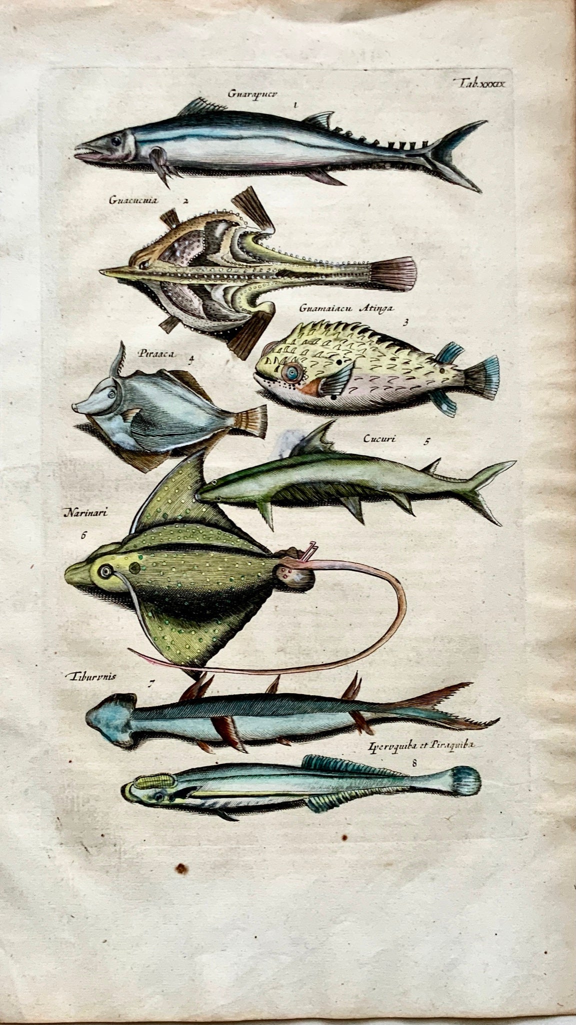 1657 Mat. Merian - Exotic Amazonian Fish - Folio hand coloured engraving