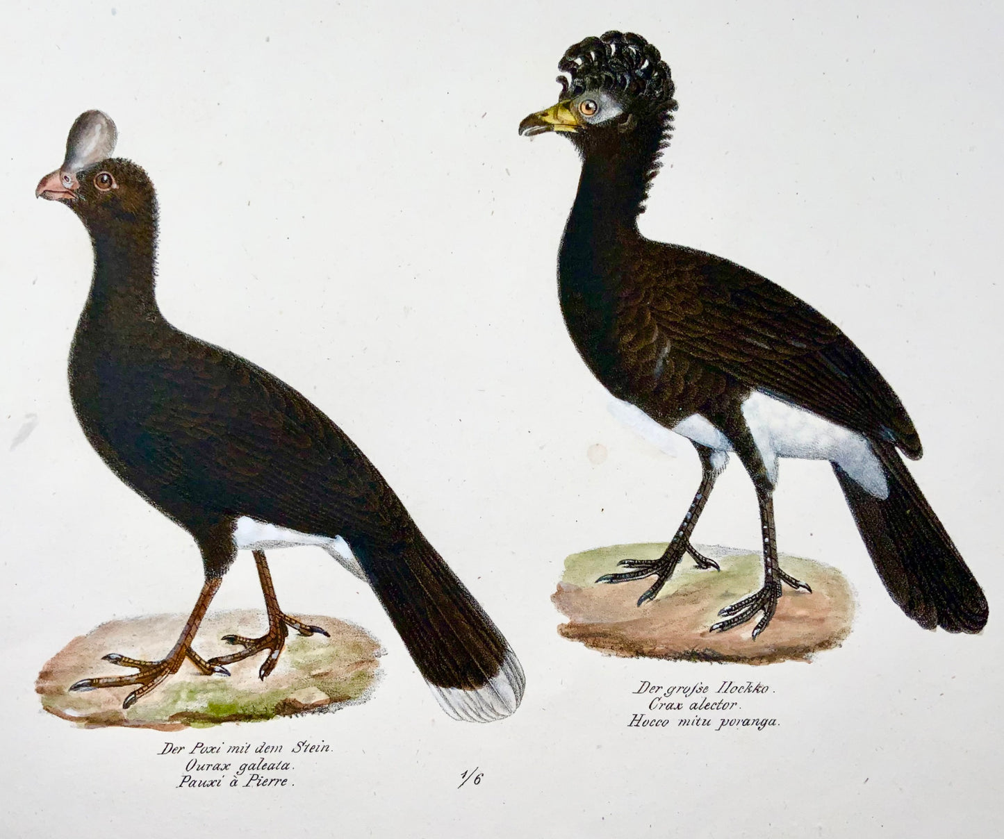 1830 Uccelli curassow, ornitologia, Brodtmann, litografia, folio