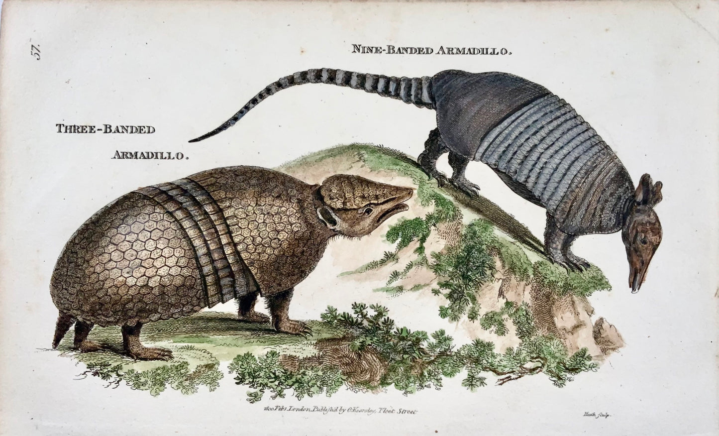 1800 Armadillos, mammals, fine first impression, hand colour