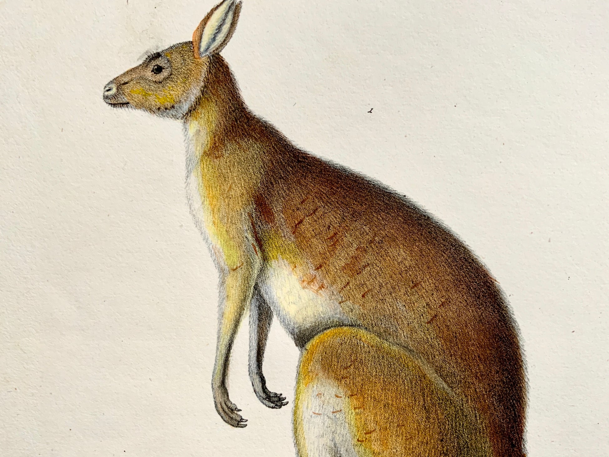 1824 Kangaroo Phalanger - Mammal - K.J. Brodtmann hand colored FOLIO lithograph